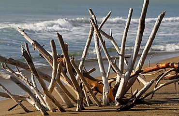 Dead trees and branches on the Marrema Coast, Tuscany, Italy, Europe