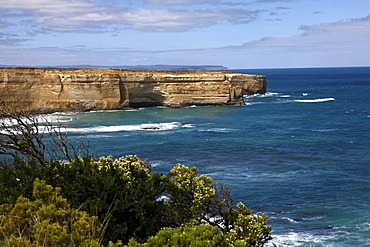 Vegetation and coastal limestone cliffs, Great Ocean Road, Port Campbell National Park, Victoria, Australia