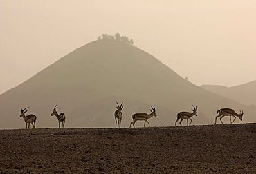 Sand or Goitered Gazelle (Gazella subgutturosa), Sir Bani Yas Island, private game reserve in the Persian Gulf with over 10000 steppe animals, near Abu Dhabi, United Arab Emirates |