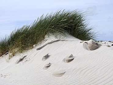 Wind formed sand sculptures in sand dunes, island of Amrum, Schleswig-Holstein, Germany, Europe