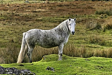 Connemara pony, County Galway, Republic of Ireland, Europe