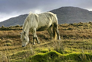 Connemara pony, Inagh Valley, County Galway, Republic of Ireland, Europe