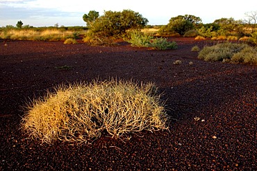 Spinifex Grass, Pilbara region, Western Australia, Australia