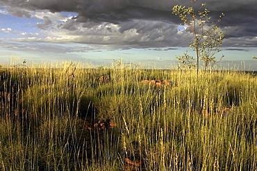 Spinifex Grass landscape, East Kimberley, Northwest Australia