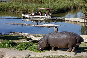 Hippo enclosure, Zoom Erlebniswelt zoo, Gelsenkirchen, Ruhrgebiet area, North Rhine-Westphalia, Germany, Europe