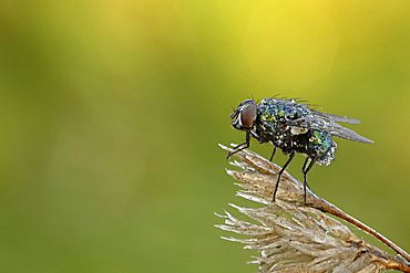 Housefly (Musca domestica)