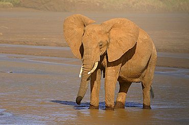 African Bush Elephant (Loxodonta africana), drinking, Samburu National Reserve, Kenya, Africa