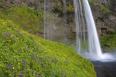 Seljalandsfoss waterfall in south Iceland, Iceland, Europe