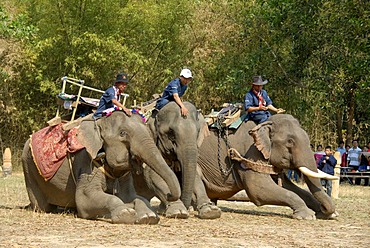 Elephants kneeling, Mahouts on top, Elephant Festival, Ban Viengkeo, Hongsa, Xaignabouri Province, Sayaburi, Xayaburi or Sainyabuli, Laos, Southeast Asia, Asia