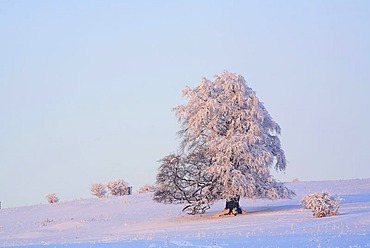 Wintry solitary beech (Fagus sylvatica), covered with hoarfrost on the Knoten mountain, 605 m above sea level, Hoher Westerwald, Hesse, Germany, Europe