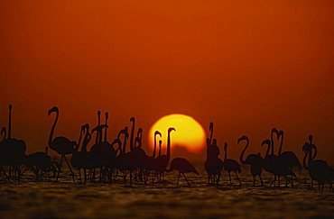 Flamingos (Phoenicopterus ruber) at Sun-rise, Yucatan, Mexico