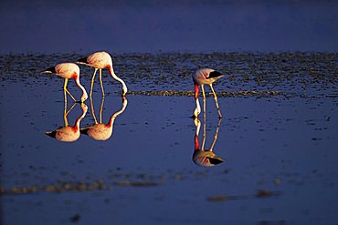 Flamingos (Phoenicopterus chilensis), Salar de Atacama, Chile, South America