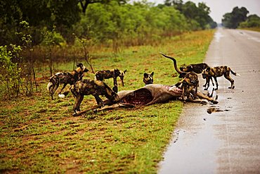 African wild dogs (Lycaon pictus), with a kudu (Tragelaphus strepsiceros) carcass, Zimbabwe, Africa