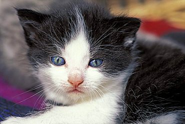 Black-white kitten