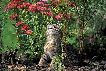 Cat between flowers