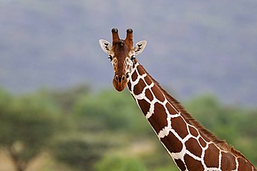 Somali Giraffe or Reticulated Giraffe (Giraffa camelopardalis reticulata), portrait, Samburu National Reserve, Kenya, Africa