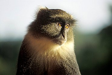 Blue Monkey ( Cercopithecus mitis ) - Mount Kenya - Kenya