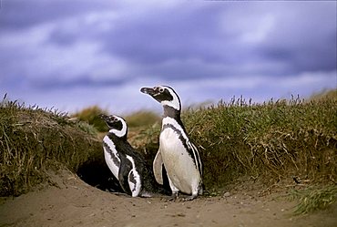 Magellanic Penguins (Spheniscus magellanicus) in front of their cave, near Punta Arenas, Patagonia, Chile