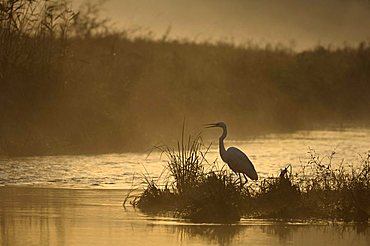 Great Egret (Egretta alba) in the first sunlight, Schoenau an der Donau, Lower Austria, Austria, Europe