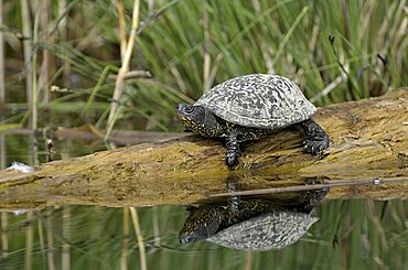 European pond terrapin, European pond turtle or European pond tortoise (Emys orbicularis)