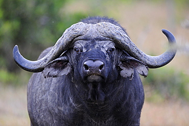 African Buffalo or Cape Buffalo (Syncerus caffer), old bull with broken horn, portrait, Sweetwater Game Reserve, Kenya, Africa