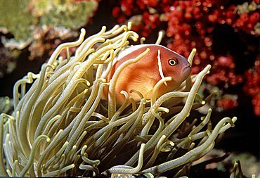 Pink Anemonefish (Amphiprion perideraion), Sea Anemone, symbiosis, underwater photograph, Indian Ocean