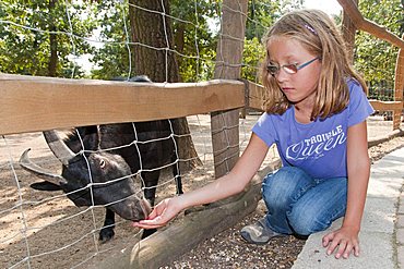 Girl feeding a goat