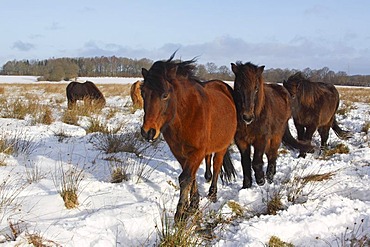 Icelandic Horses, Icelandic Ponies (Equus przewalskii f. caballus) in winter in snow