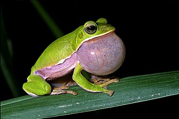 Tree frog (Rhacophorus arvalis), inflated vocal sac, courtship, endangered species, Taiwan, Asia