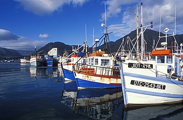 Fishing boats in the harbor of Hout Bay, Cape Town, Western Cape, South Africa, Africa