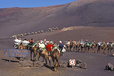 Camel ride, camel caravan in the Timanfaya National Park, tourists, volcanoes, lava, Lanzarote, Canary Islands, Spain, Europe