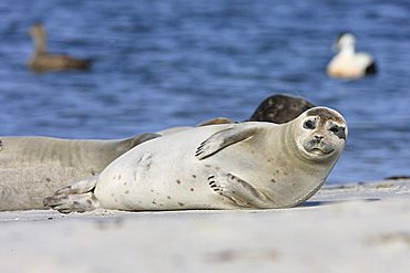 Common Seal ( Phoca vitulina )