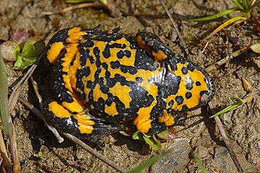 Yellow-bellied toad (Bombina variegata)