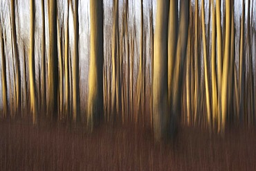 Beech forest in fall, wiping effect