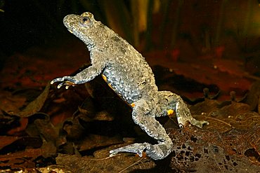 Yellow-bellied toad (Bombina variegata) underwater