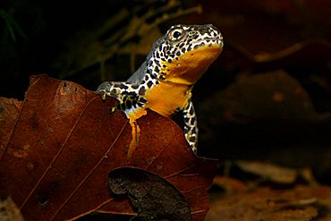 Alpine newt (Triturus alpestris) underwater, male