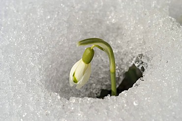 Snowdrop (Galanthus) breaking through the snow covered ground