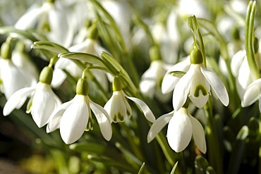 Snowdrops (Galanthus)