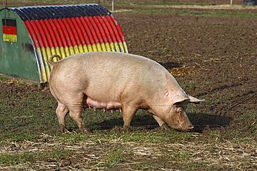 Free-range pigs, Petershagen, North Rhine-Westphalia, Germany