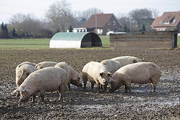 Free-range pigs, Petershagen, North Rhine-Westphalia, Germany