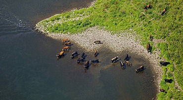 Aerial view, aurochs at the Ruhr river, Homberg, Hattingen, Ruhrgebiet region, North Rhine-Westphalia, Germany, Europe