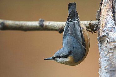 Eurasian nuthatch (Sitta europaea)