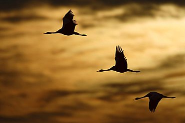 Common cranes (Grus grus) in midair, sunset