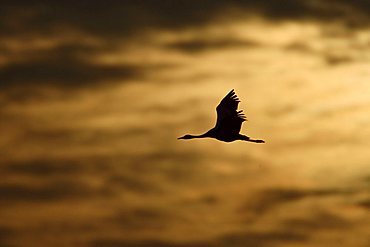 Eurasian cranes (Grus grus) in midair, sunset