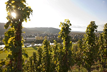 Lewen wine village on the Moselle river, Rhineland-Palatinate, Germany, Europe