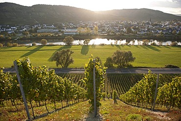 Lewen wine village on the Moselle river, Rhineland-Palatinate, Germany, Europe