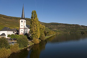 Piesport on the Moselle river, Rhineland-Palatinate, Germany, Europe