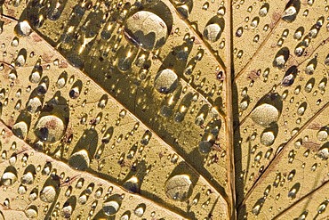 Raindrops on leaf