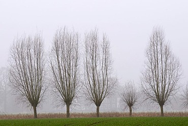 Pollarded willows at the edge of a field in hazy weather, Kamen, North Rhine-Westphalia, Germany, Europe