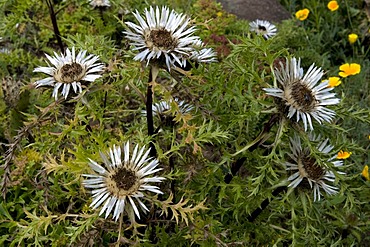 Stemless Carline Thistle or Silver Thistle (Carlina acaulis, Asteraceae)